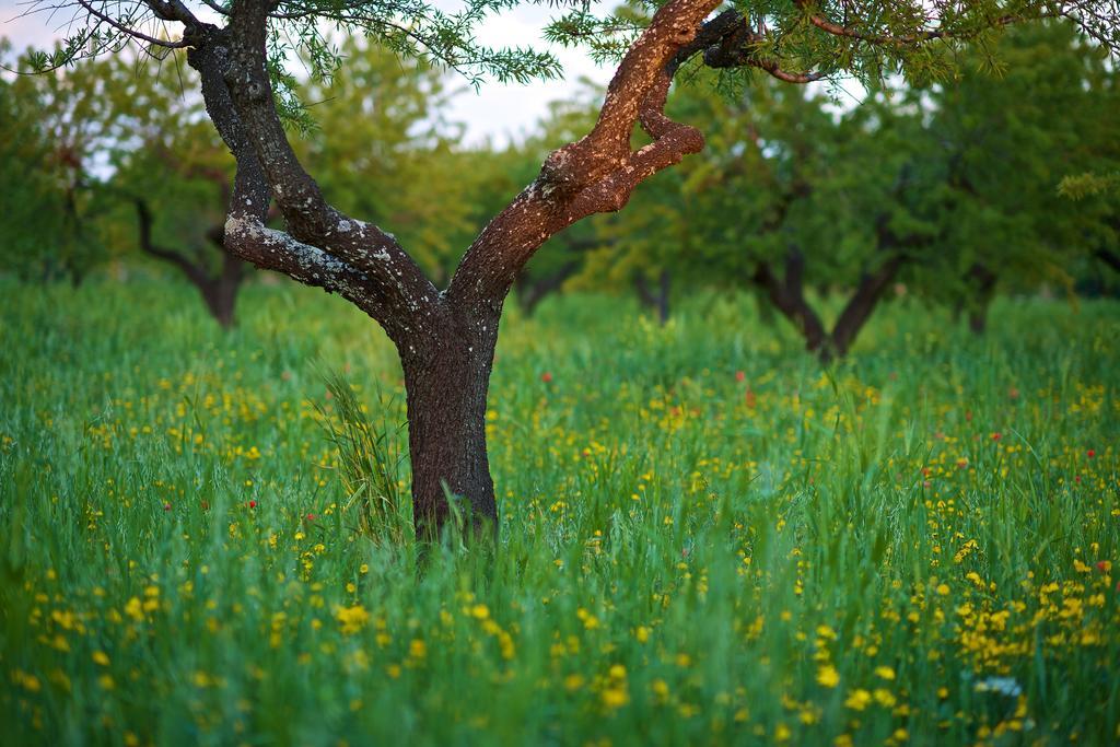 Masseria Ciavea Bauernhof Gioia Del Colle