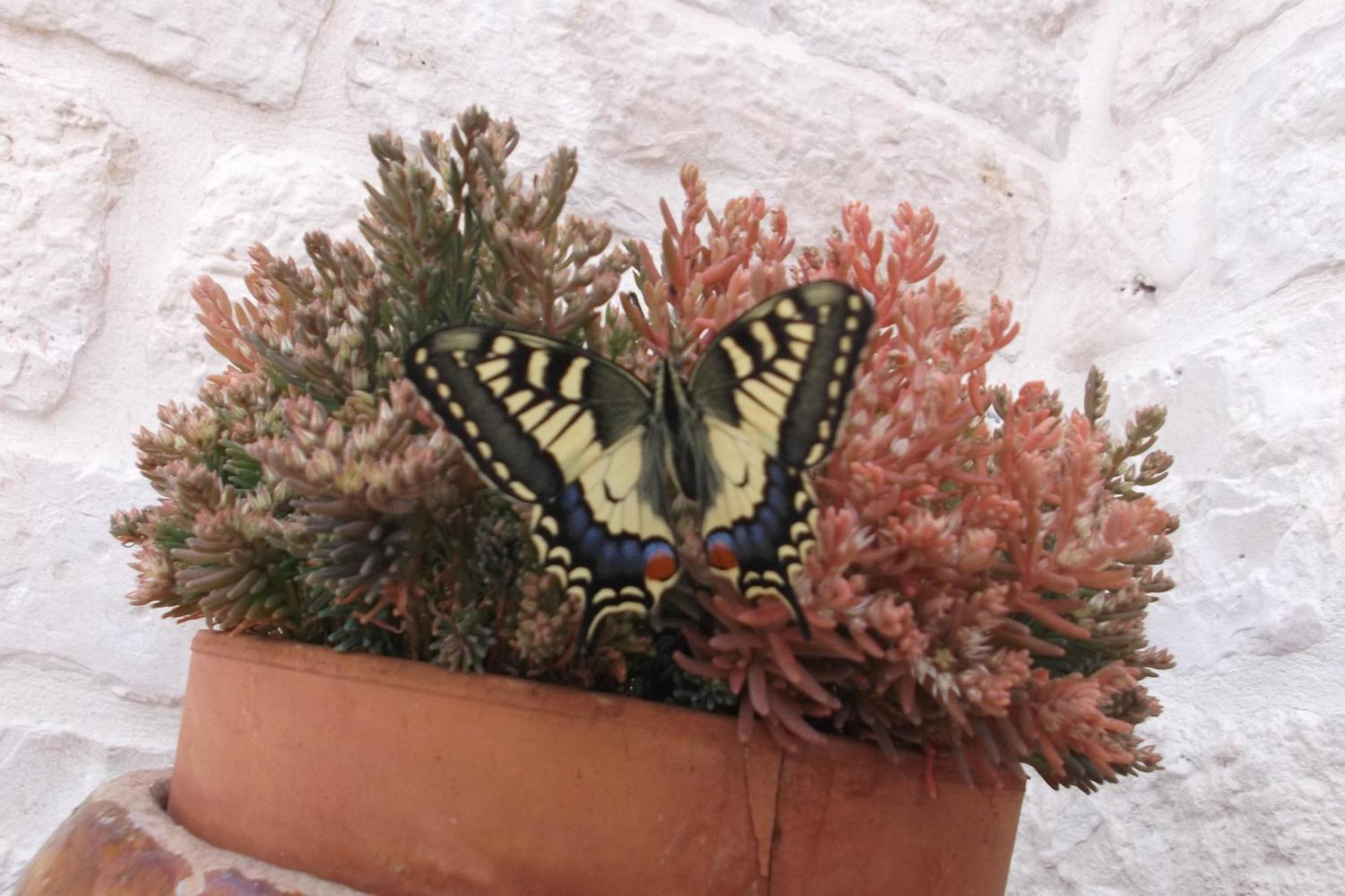 Bauernhof Masseria Ciavea